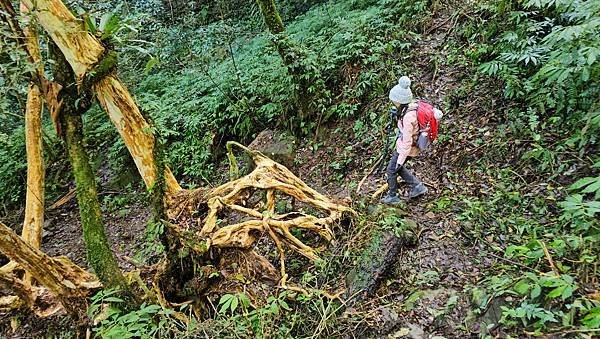 【鵝公髻山雲霧步道】千年血藤、三心瀑布群、神木與酋長岩的奇幻