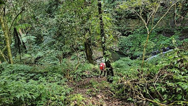 【鵝公髻山雲霧步道】千年血藤、三心瀑布群、神木與酋長岩的奇幻