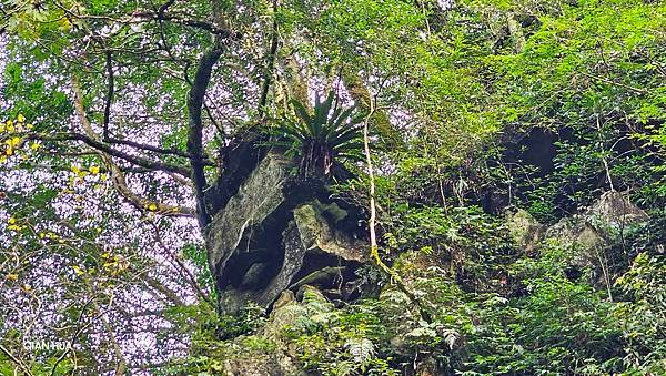 【鵝公髻山雲霧步道】千年血藤、三心瀑布群、神木與酋長岩的奇幻