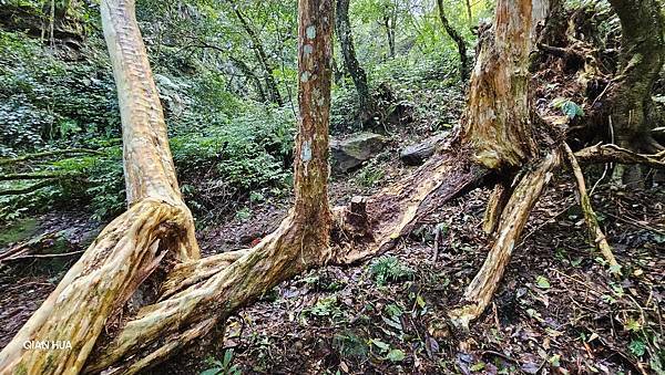 【鵝公髻山雲霧步道】千年血藤、三心瀑布群、神木與酋長岩的奇幻