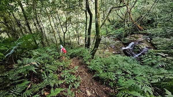 【鵝公髻山雲霧步道】千年血藤、三心瀑布群、神木與酋長岩的奇幻