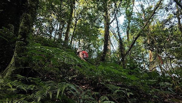 【鵝公髻山雲霧步道】千年血藤、三心瀑布群、神木與酋長岩的奇幻