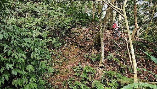 【鵝公髻山雲霧步道】千年血藤、三心瀑布群、神木與酋長岩的奇幻