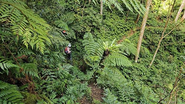 【鵝公髻山雲霧步道】千年血藤、三心瀑布群、神木與酋長岩的奇幻