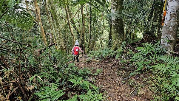 【鵝公髻山雲霧步道】千年血藤、三心瀑布群、神木與酋長岩的奇幻