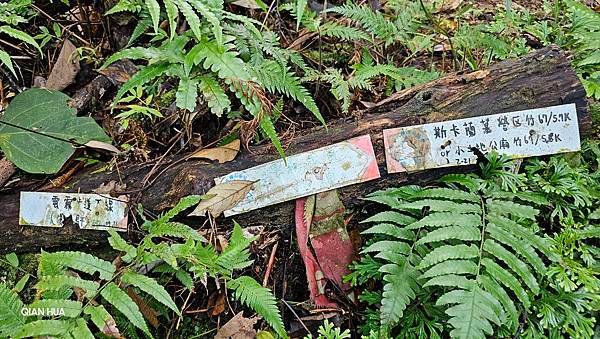 【鵝公髻山雲霧步道】千年血藤、三心瀑布群、神木與酋長岩的奇幻