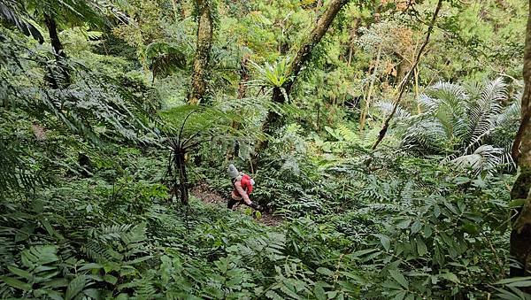 【鵝公髻山雲霧步道】千年血藤、三心瀑布群、神木與酋長岩的奇幻