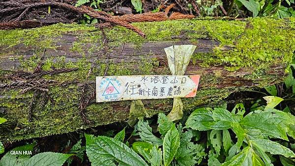 【鵝公髻山雲霧步道】千年血藤、三心瀑布群、神木與酋長岩的奇幻