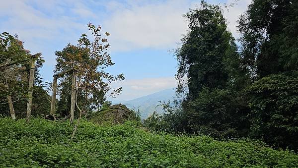 【鵝公髻山雲霧步道】千年血藤、三心瀑布群、神木與酋長岩的奇幻