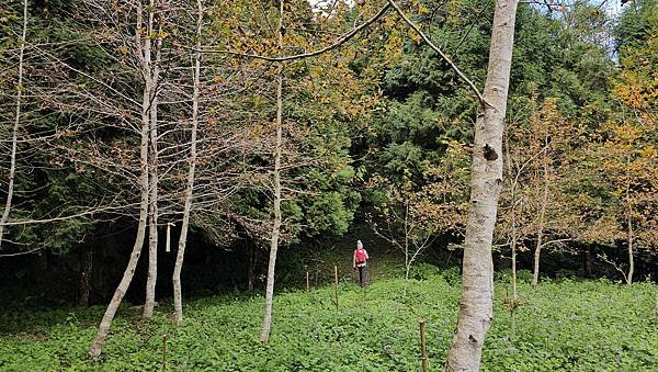 【鵝公髻山雲霧步道】千年血藤、三心瀑布群、神木與酋長岩的奇幻