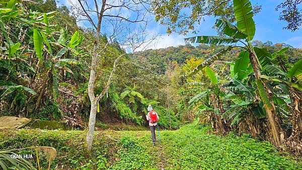 【鵝公髻山雲霧步道】千年血藤、三心瀑布群、神木與酋長岩的奇幻