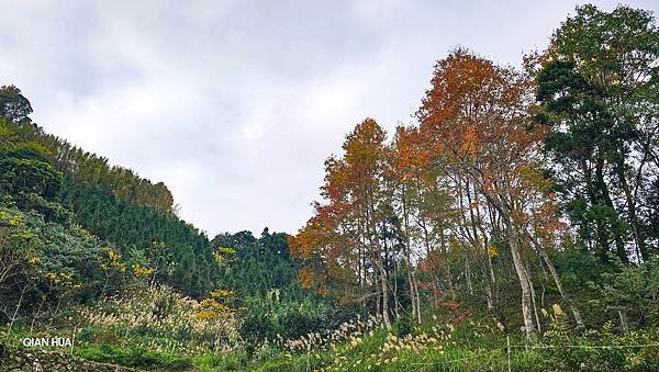 【鵝公髻山雲霧步道】千年血藤、三心瀑布群、神木與酋長岩的奇幻