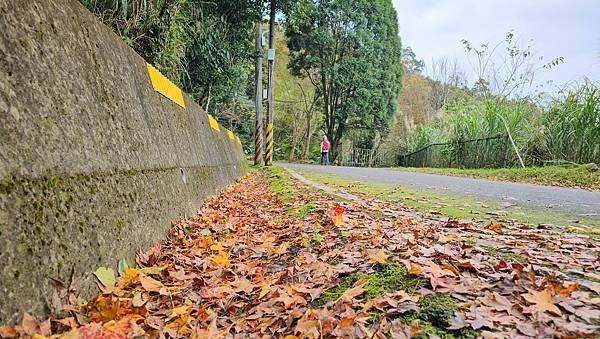 【鵝公髻山雲霧步道】千年血藤、三心瀑布群、神木與酋長岩的奇幻