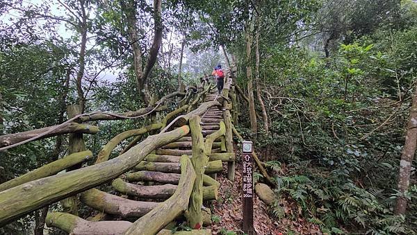 【頭嵙山】#小百岳41~3-1號步道起登銜接3號/5號步道~