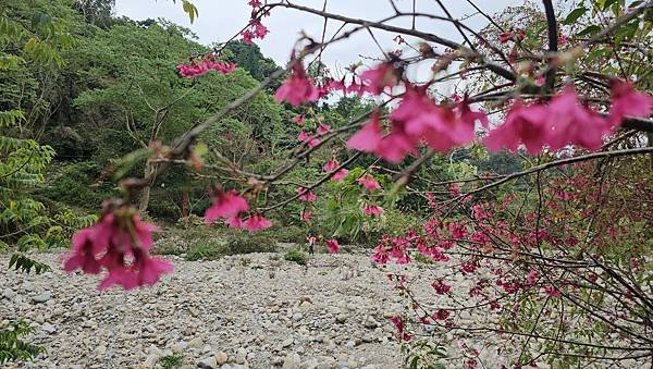 【頭嵙山】#小百岳41~3-1號步道起登銜接3號/5號步道~