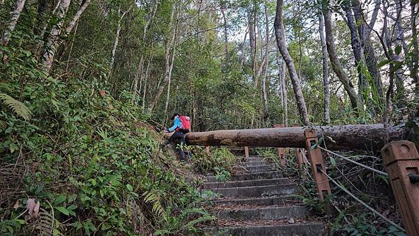 【芝虎縱走】芝生毛台山・虎禮山，軍艦岩壯闊起登7.3K縱走~