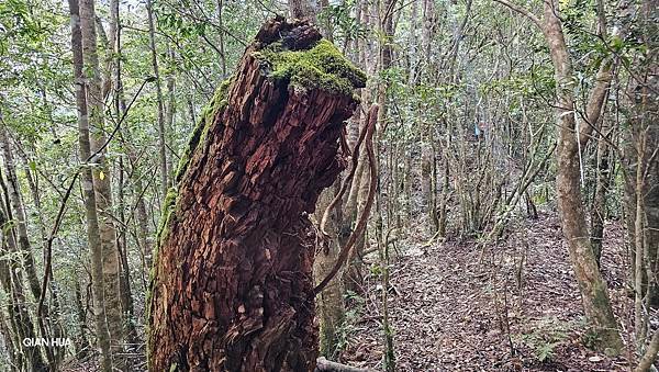 【芝虎縱走】芝生毛台山・虎禮山，軍艦岩壯闊起登7.3K縱走~
