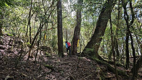 【芝虎縱走】芝生毛台山・虎禮山，軍艦岩壯闊起登7.3K縱走~