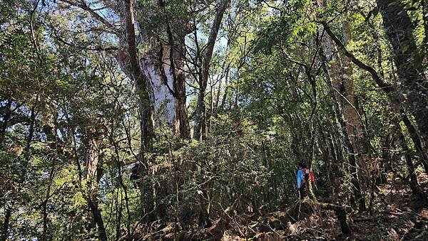 【芝虎縱走】芝生毛台山・虎禮山，軍艦岩壯闊起登7.3K縱走~