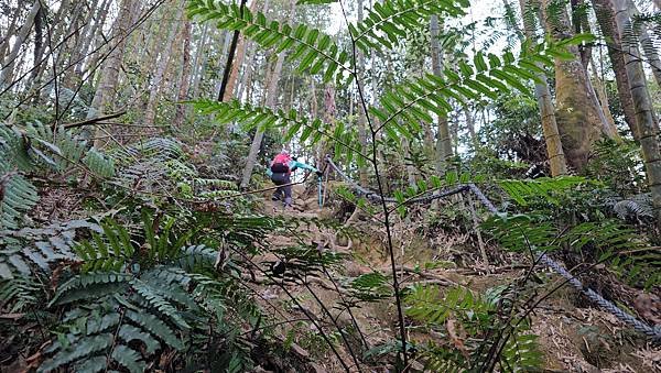 【水社大山】白石山土地公廟登山口，日月潭最高峰-明潭四秀之首
