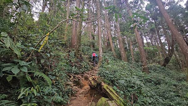 【嶺頭山、金柑樹山、忘憂森林】溪頭四姝、#小百岳54、留龍頭