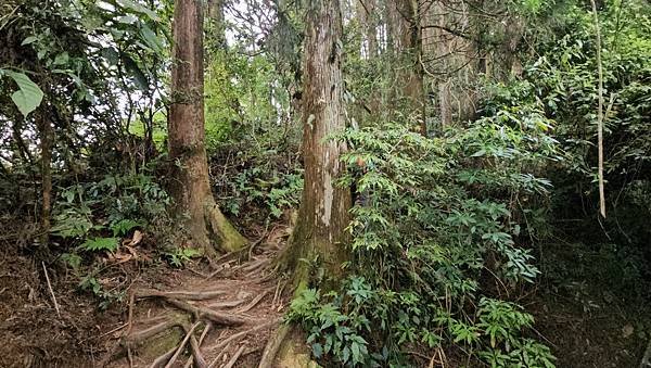 【嶺頭山、金柑樹山、忘憂森林】溪頭四姝、#小百岳54、留龍頭