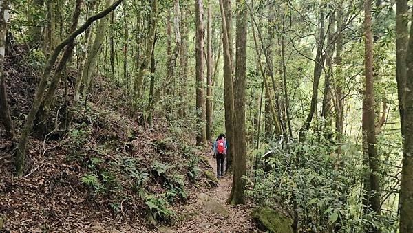 【嶺頭山、金柑樹山、忘憂森林】溪頭四姝、#小百岳54、留龍頭