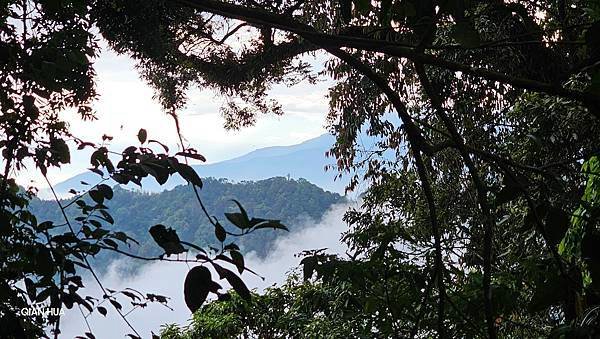 【嶺頭山、金柑樹山、忘憂森林】溪頭四姝、#小百岳54、留龍頭