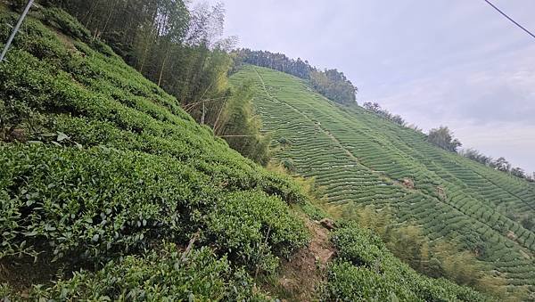 【嶺頭山、金柑樹山、忘憂森林】溪頭四姝、#小百岳54、留龍頭