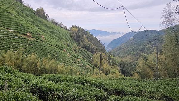 【嶺頭山、金柑樹山、忘憂森林】溪頭四姝、#小百岳54、留龍頭