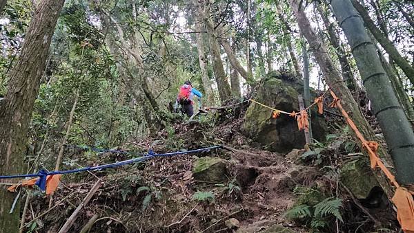 【嶺頭山、金柑樹山、忘憂森林】溪頭四姝、#小百岳54、留龍頭