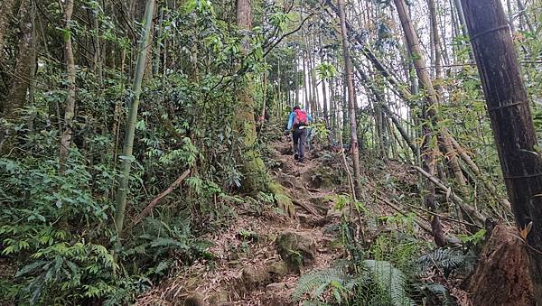 【嶺頭山、金柑樹山、忘憂森林】溪頭四姝、#小百岳54、留龍頭