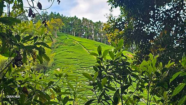 【嶺頭山、金柑樹山、忘憂森林】溪頭四姝、#小百岳54、留龍頭