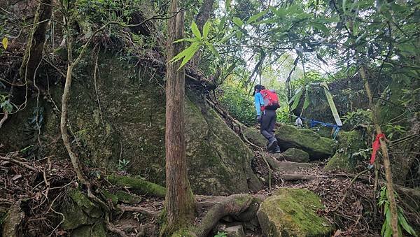 【嶺頭山、金柑樹山、忘憂森林】溪頭四姝、#小百岳54、留龍頭