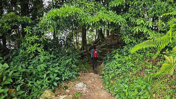 【嶺頭山、金柑樹山、忘憂森林】溪頭四姝、#小百岳54、留龍頭