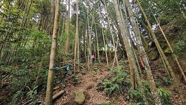 【嶺頭山、金柑樹山、忘憂森林】溪頭四姝、#小百岳54、留龍頭