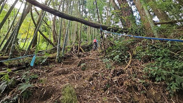 【嶺頭山、金柑樹山、忘憂森林】溪頭四姝、#小百岳54、留龍頭