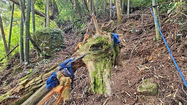 【嶺頭山、金柑樹山、忘憂森林】溪頭四姝、#小百岳54、留龍頭