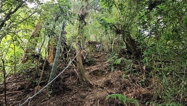 【嶺頭山、金柑樹山、忘憂森林】溪頭四姝、#小百岳54、留龍頭