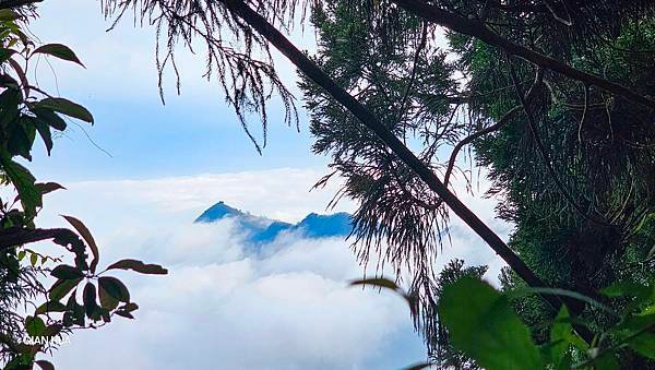 【嶺頭山、金柑樹山、忘憂森林】溪頭四姝、#小百岳54、留龍頭