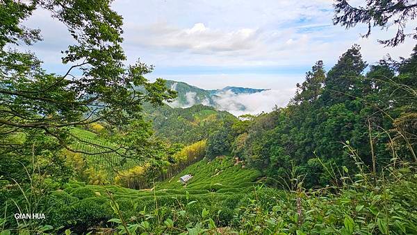 【嶺頭山、金柑樹山、忘憂森林】溪頭四姝、#小百岳54、留龍頭