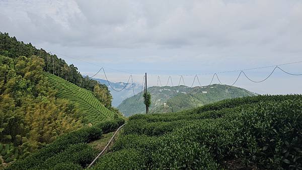 【嶺頭山、金柑樹山、忘憂森林】溪頭四姝、#小百岳54、留龍頭