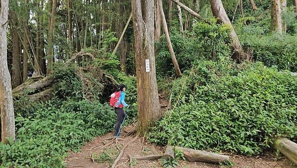 【嶺頭山、金柑樹山、忘憂森林】溪頭四姝、#小百岳54、留龍頭