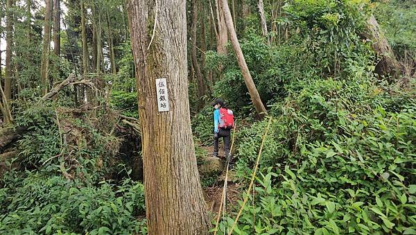 【嶺頭山、金柑樹山、忘憂森林】溪頭四姝、#小百岳54、留龍頭