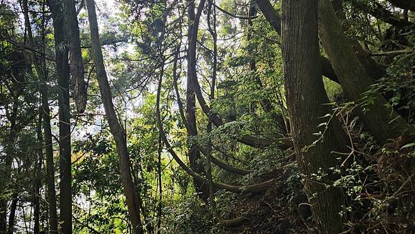 【嶺頭山、金柑樹山、忘憂森林】溪頭四姝、#小百岳54、留龍頭