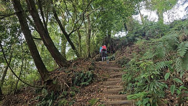 【嶺頭山、金柑樹山、忘憂森林】溪頭四姝、#小百岳54、留龍頭