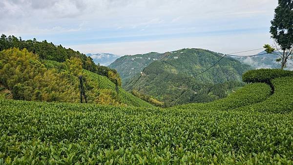【嶺頭山、金柑樹山、忘憂森林】溪頭四姝、#小百岳54、留龍頭