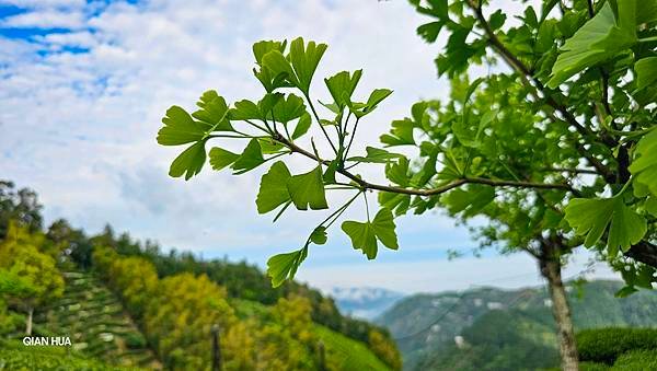 【嶺頭山、金柑樹山、忘憂森林】溪頭四姝、#小百岳54、留龍頭