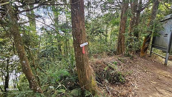 【嶺頭山、金柑樹山、忘憂森林】溪頭四姝、#小百岳54、留龍頭