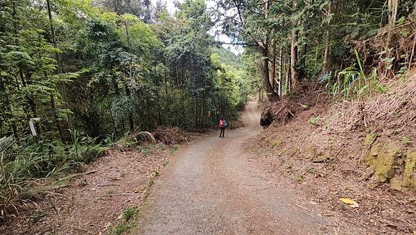 【嶺頭山、金柑樹山、忘憂森林】溪頭四姝、#小百岳54、留龍頭